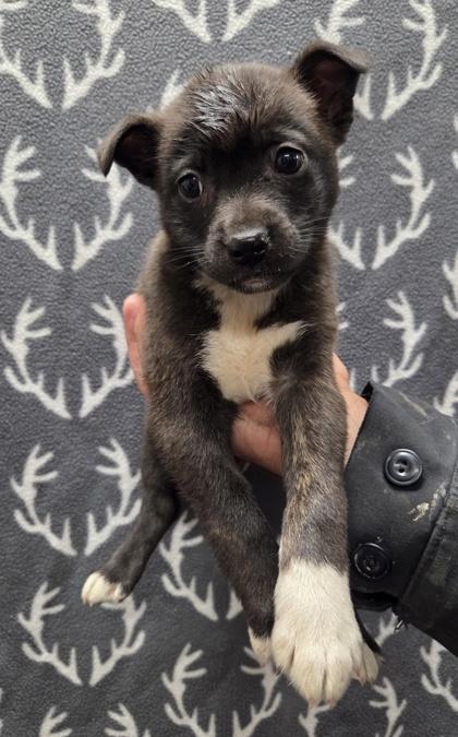 Enlarge Sushi, a Adoptable mixed breed in Malvern, PA image 2/2