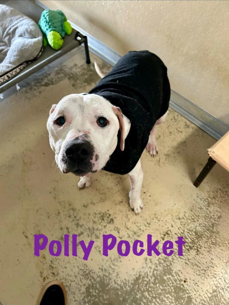 Enlarge Polly Pocket *SPONSORED*, a Adoptable Pit Bull Terrier in West Union, OH image 2/2
