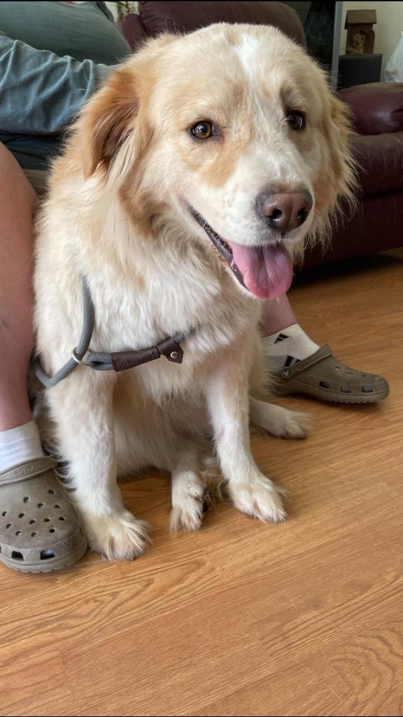 Laverne, Adoptable, Senior Female Golden Retriever & Collie.