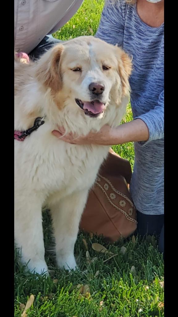Enlarge Laverne, a Adoptable mixed breed in Indianapolis, IN image 3/4