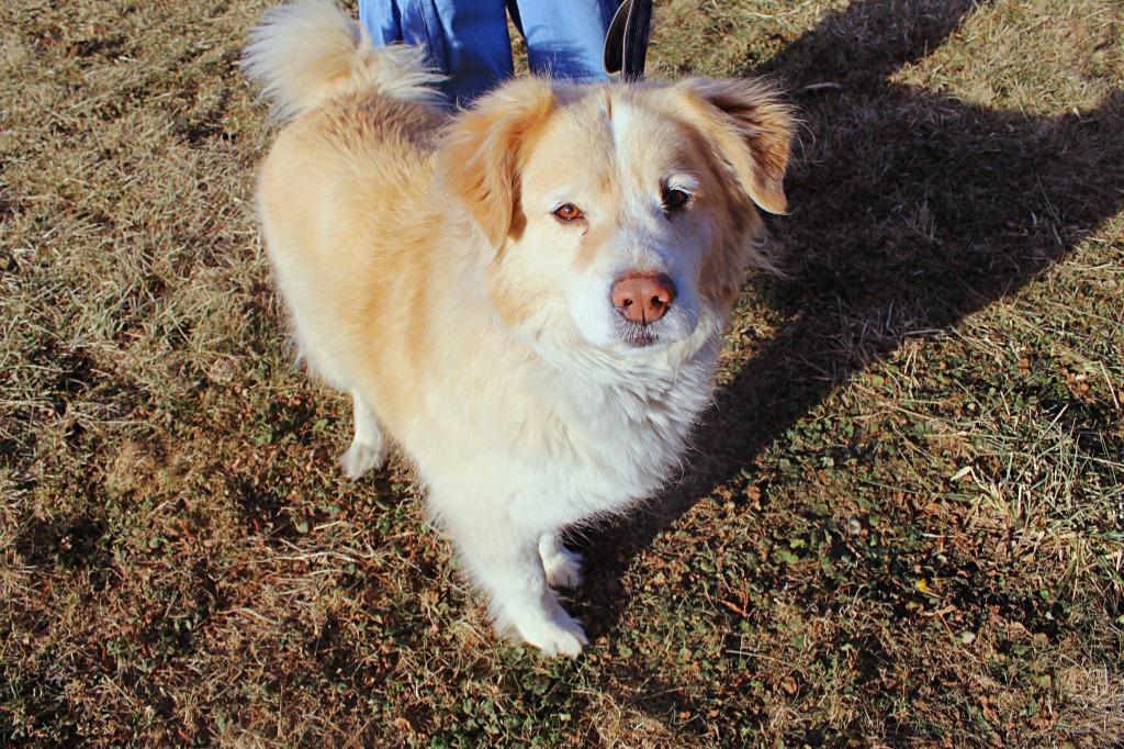 Enlarge Laverne, a Adoptable mixed breed in Indianapolis, IN image 4/4