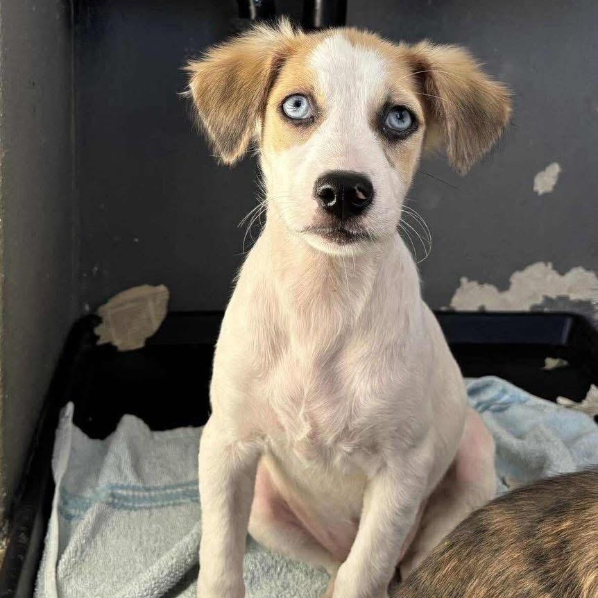 Zafira, ADOPTABLE, Puppy Male Mixed Breed.