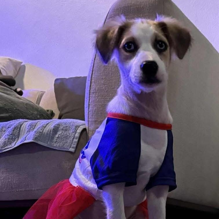 Enlarge Zafira, a ADOPTABLE Mixed Breed in Yaphank, NY image 2/4