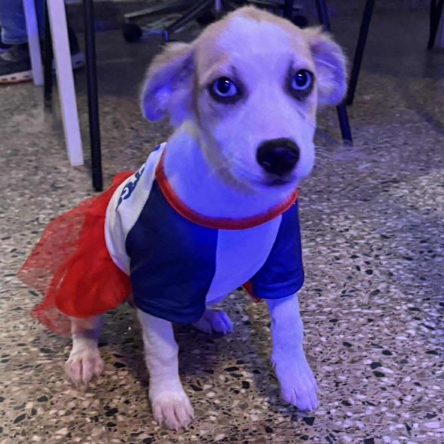 Enlarge Zafira, a ADOPTABLE Mixed Breed in Yaphank, NY image 4/4