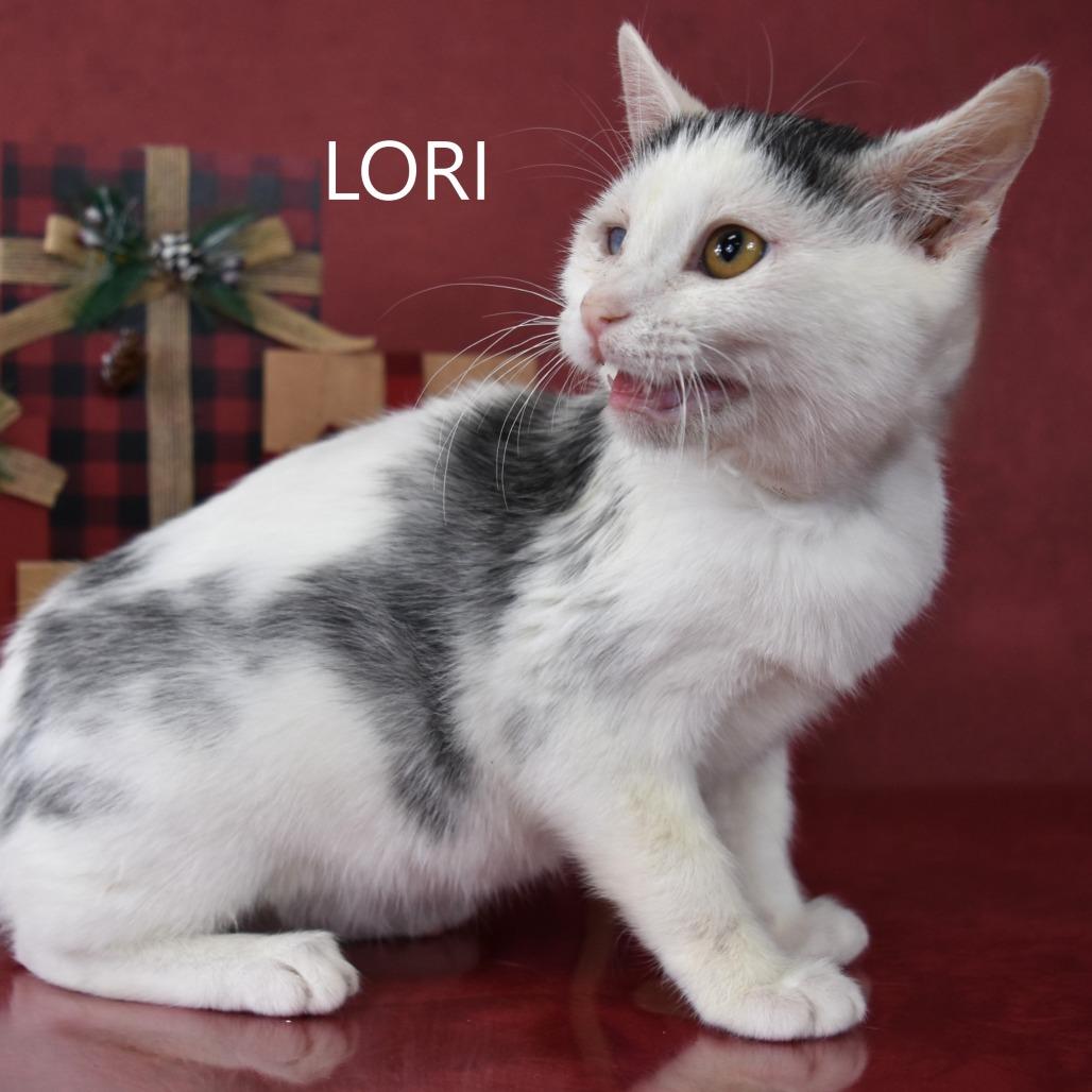 Lori, a Adoptable Domestic Long Hair in Yuma, AZ image 1/3