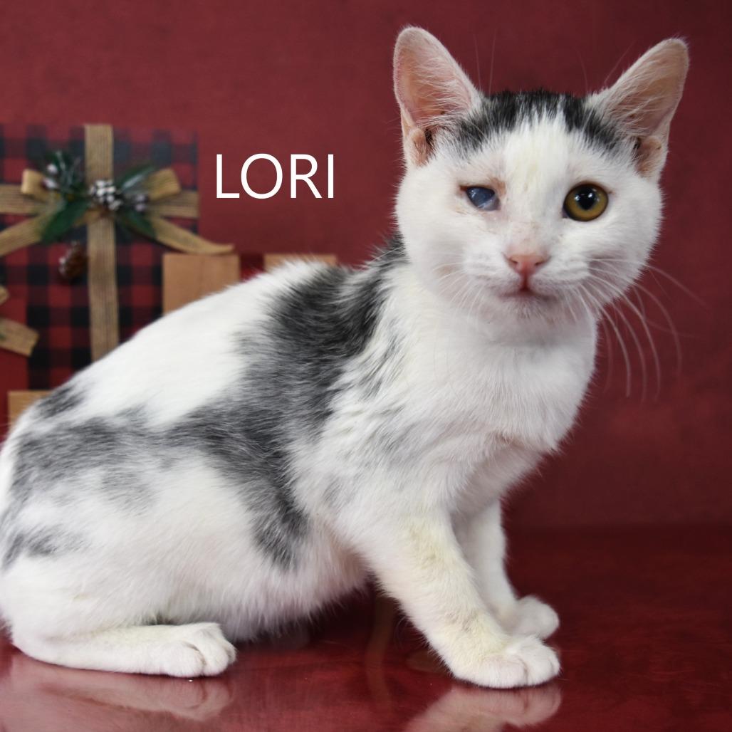 Lori, a Adoptable Domestic Long Hair in Yuma, AZ image 3/3