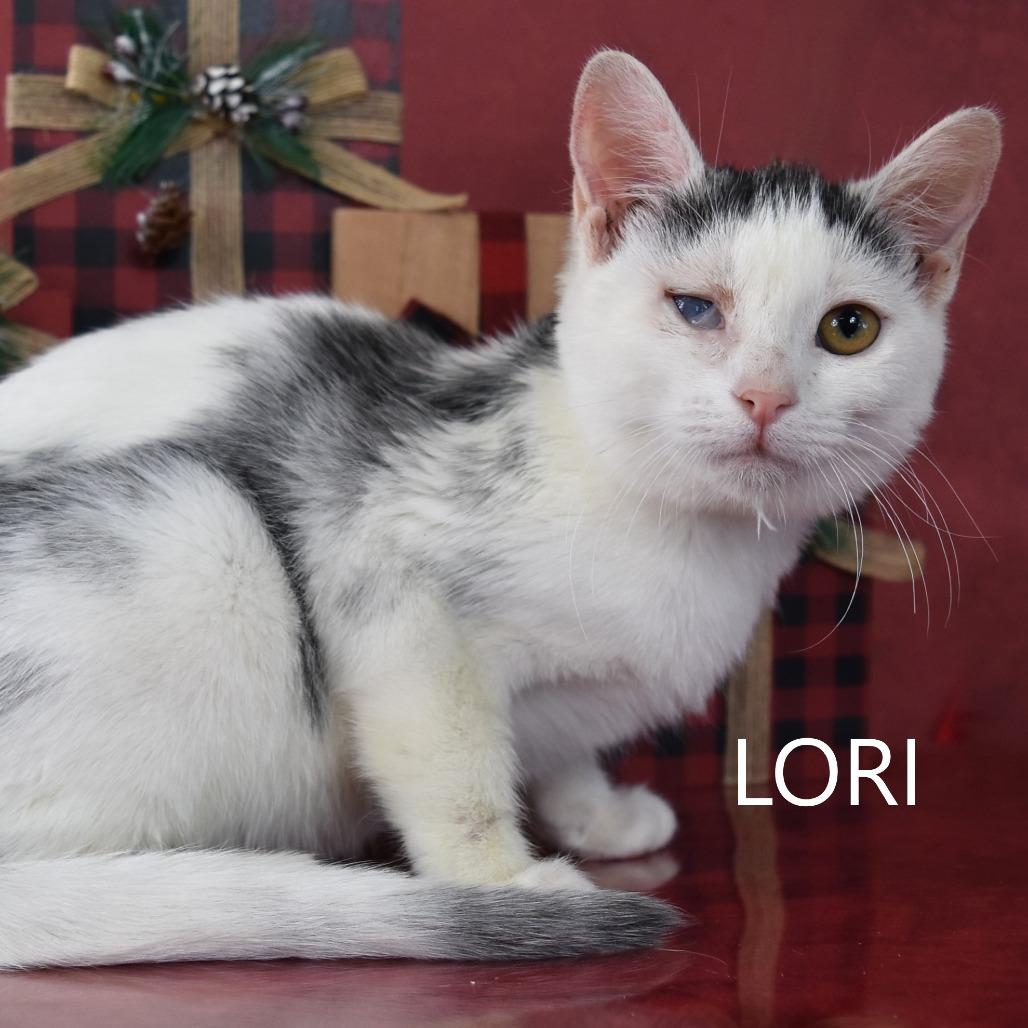 Lori, a Adoptable Domestic Long Hair in Yuma, AZ image 3/3