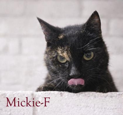 Mickie, Adoptable, Adult Female Domestic Short Hair & Domestic Short Hair.