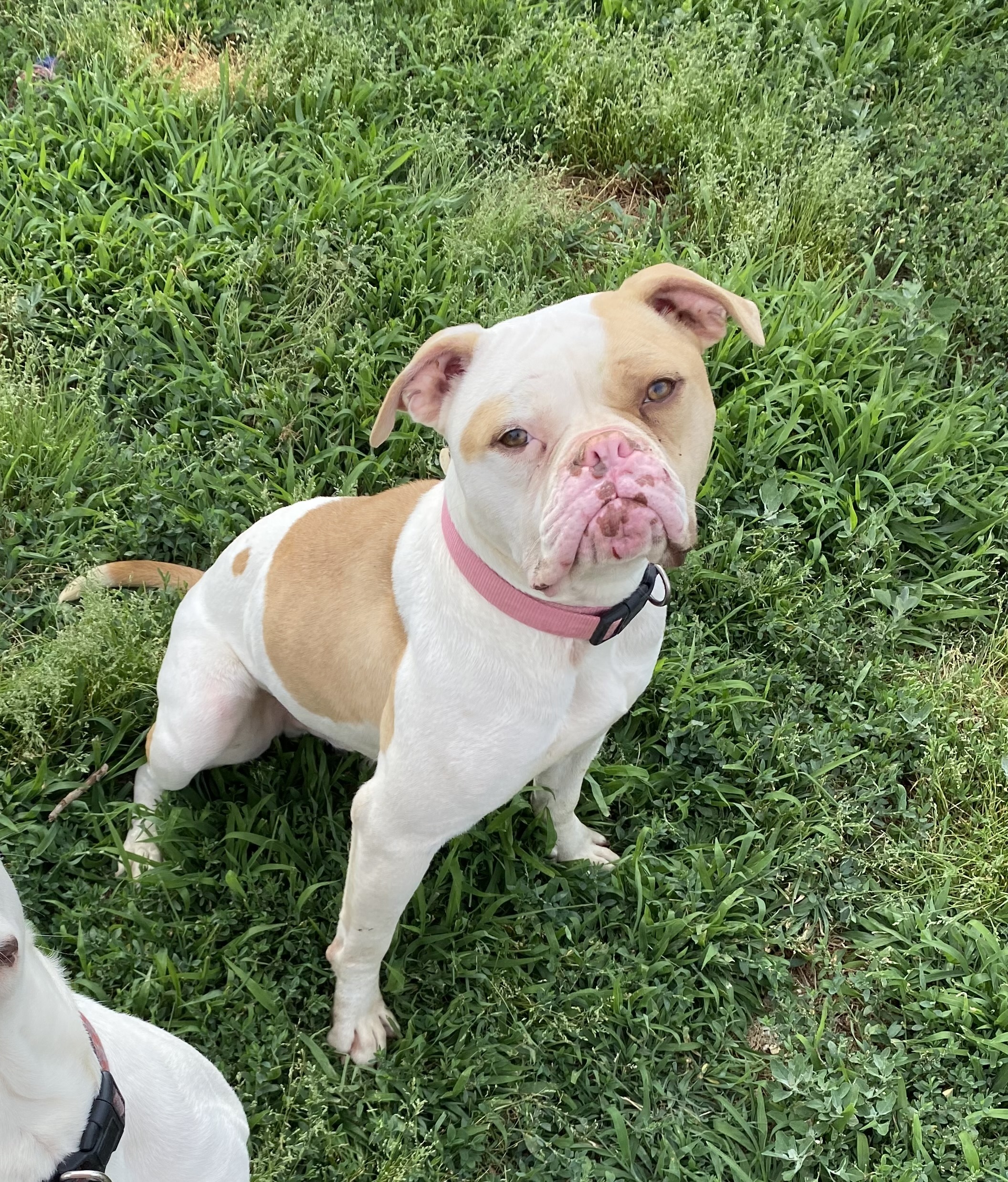 Enlarge Mugsy, a Adoptable American Bulldog image 1/2