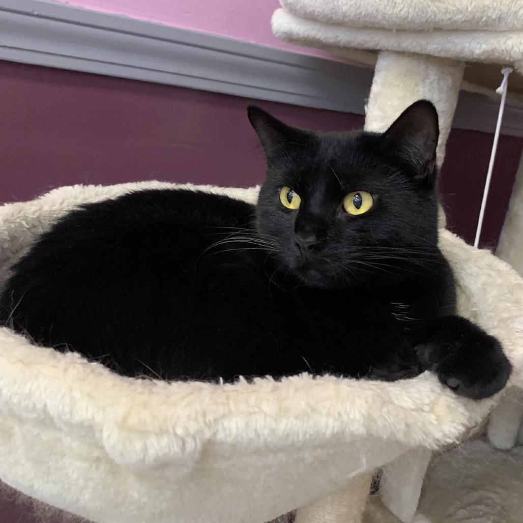 Mallory, Adoptable, Adult Female Domestic Short Hair.