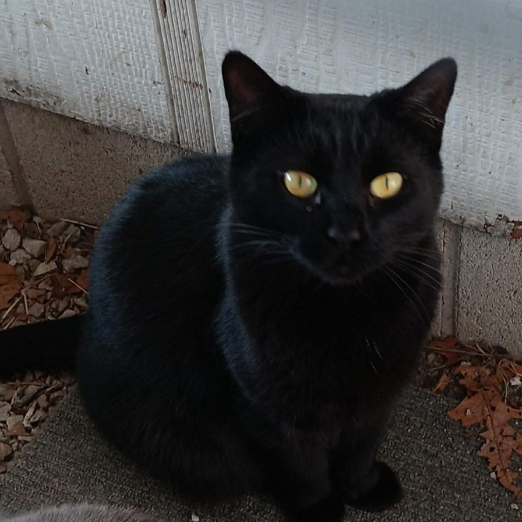 Mallory, Adoptable, Adult Female Domestic Short Hair.