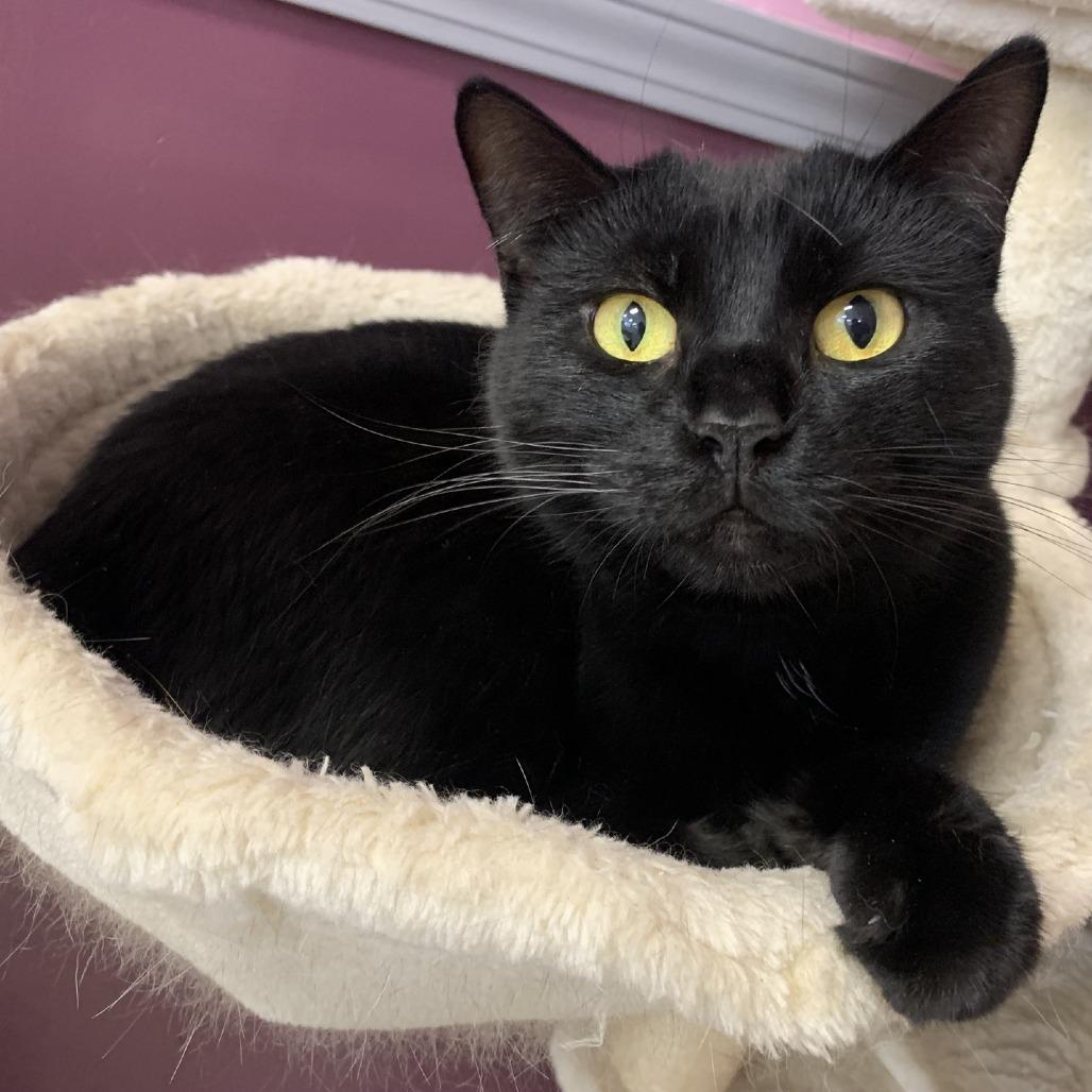 Enlarge Mallory, a Adoptable Domestic Short Hair in Branson, MO image 3/5