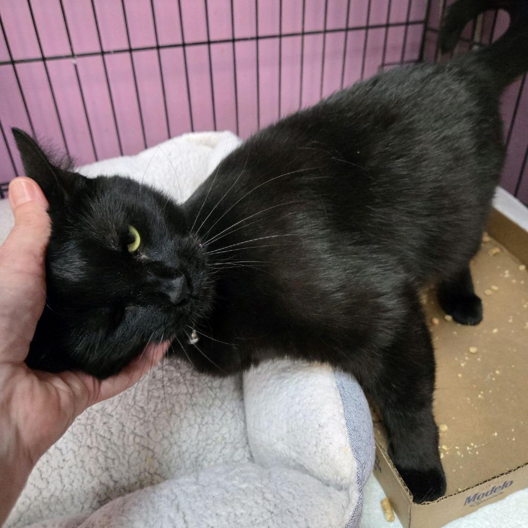 Enlarge Mallory, a Adoptable Domestic Short Hair in Branson, MO image 4/5