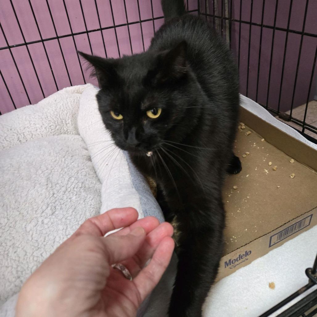 Enlarge Mallory, a Adoptable Domestic Short Hair in Branson, MO image 5/5