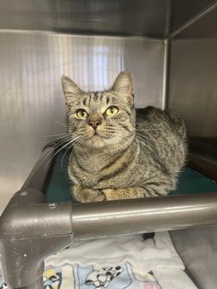 Enlarge Lesli, a Adoptable mixed breed in Norfolk, VA image 1/1