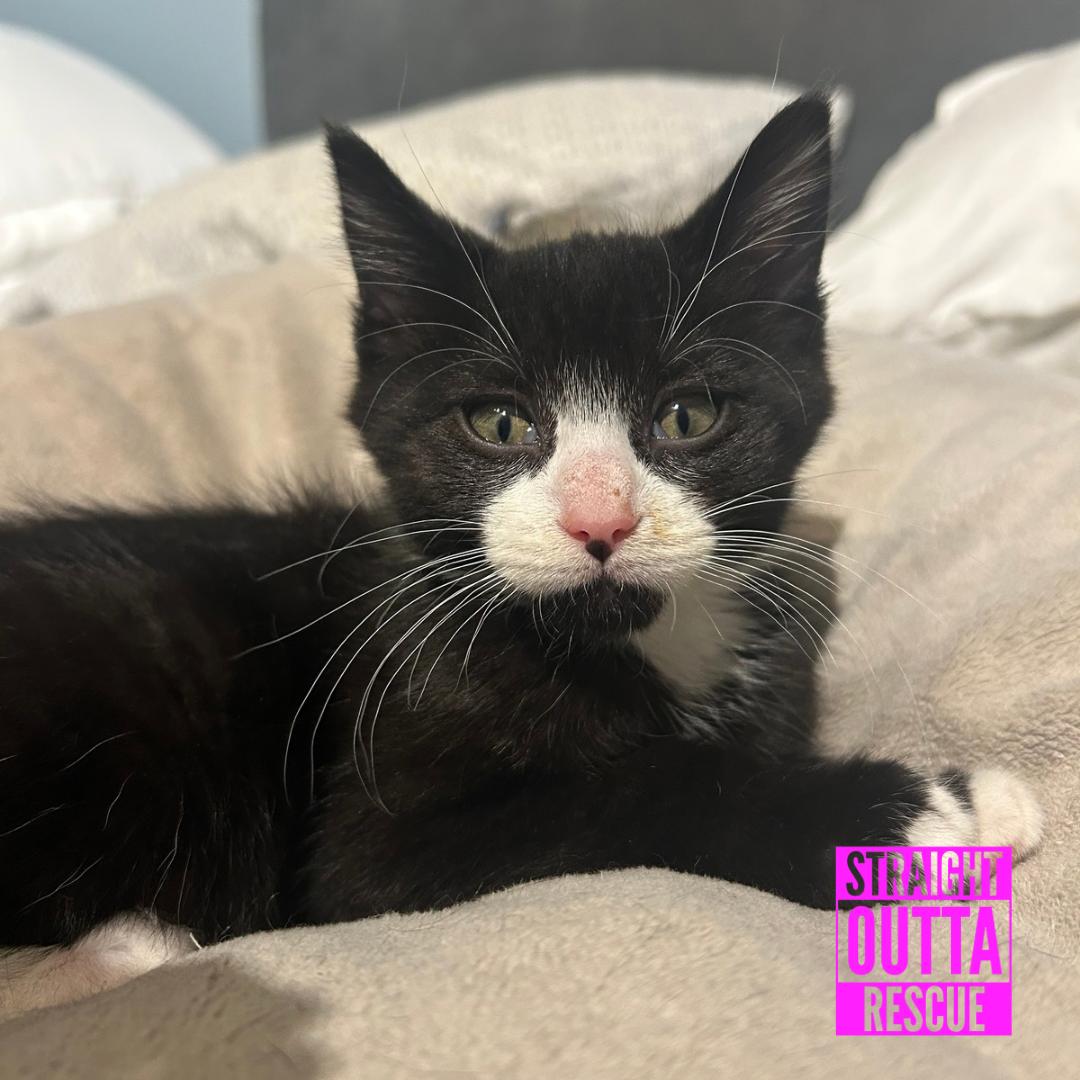 Enlarge Harold, a Adoptable Domestic Short Hair in Vancouver, BC image 5/6