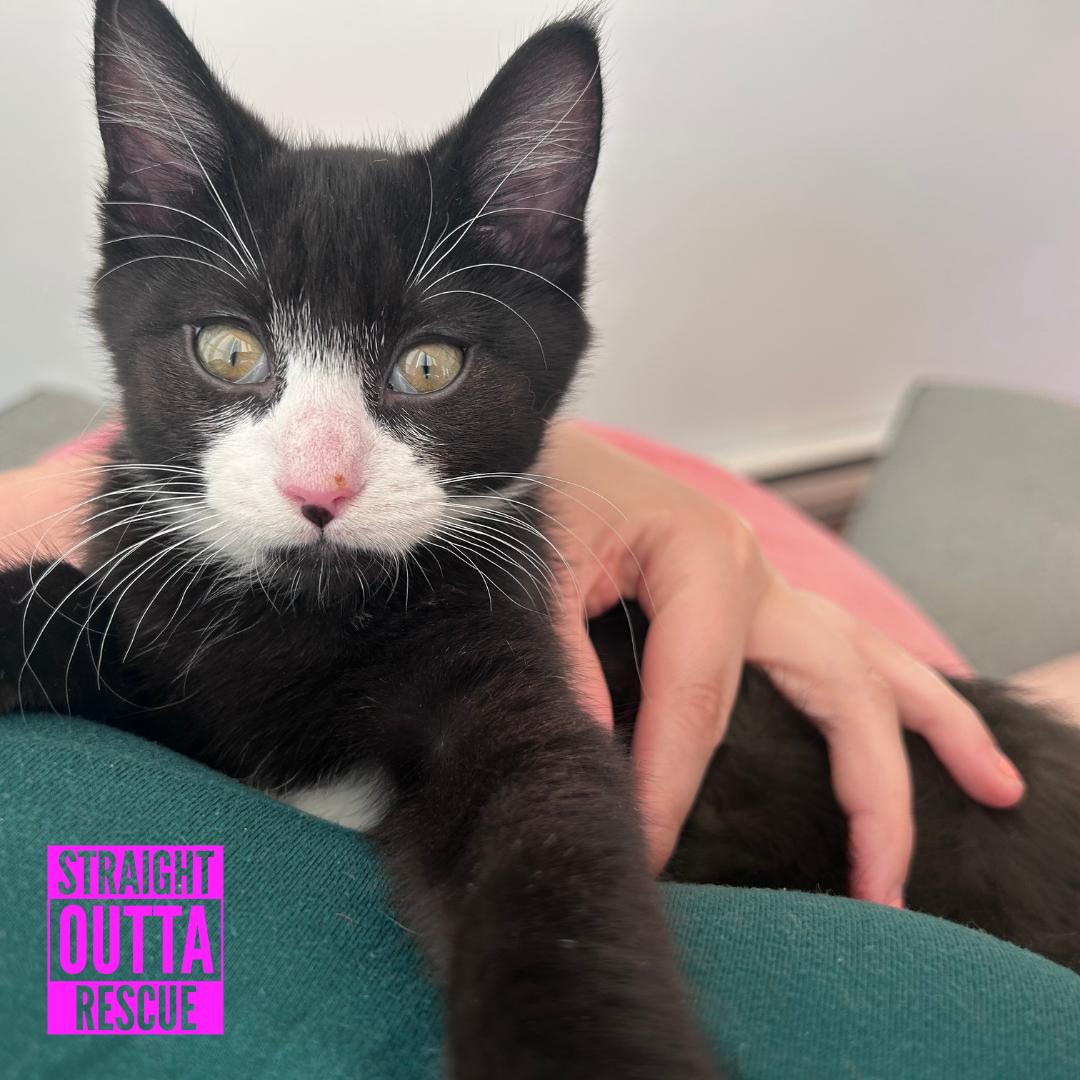 Harold, Adoptable, Kitten Male Domestic Short Hair.