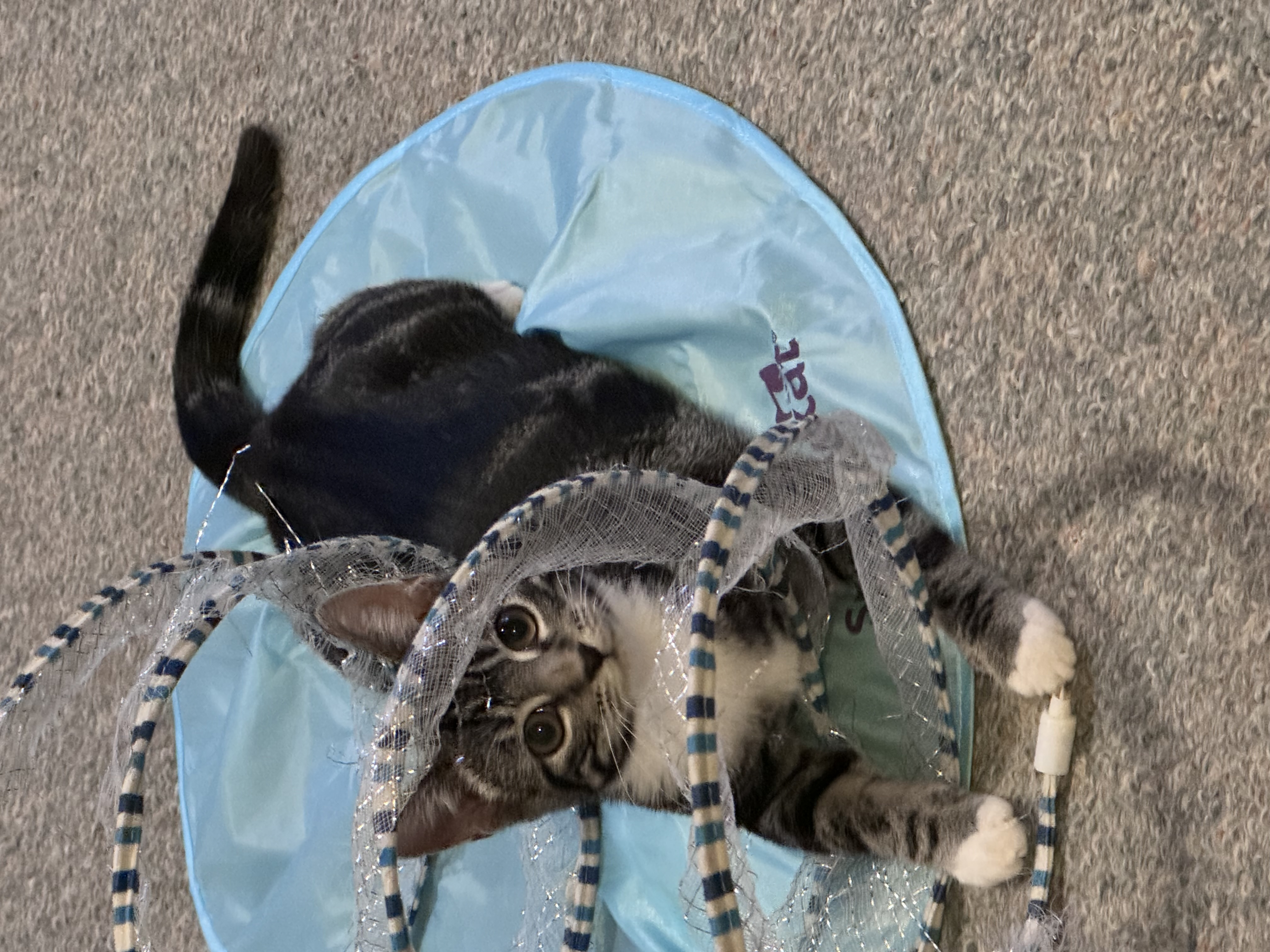 Cat for adoption Bonnie, a Domestic Short Hair in Crystal Lake, IL