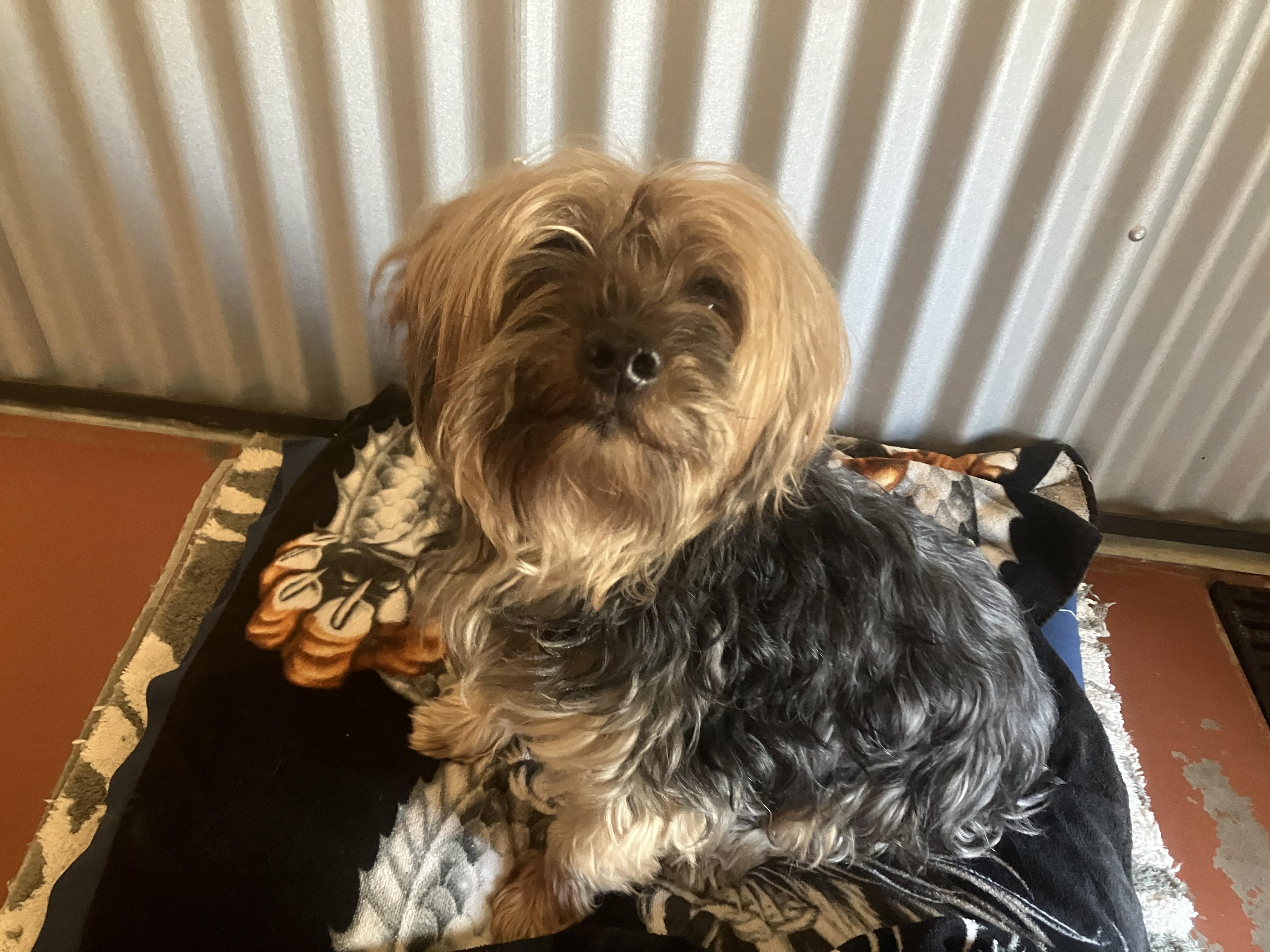 Enlarge Buddy, a Adopted mixed breed in St. Anthony, ID image 2/2