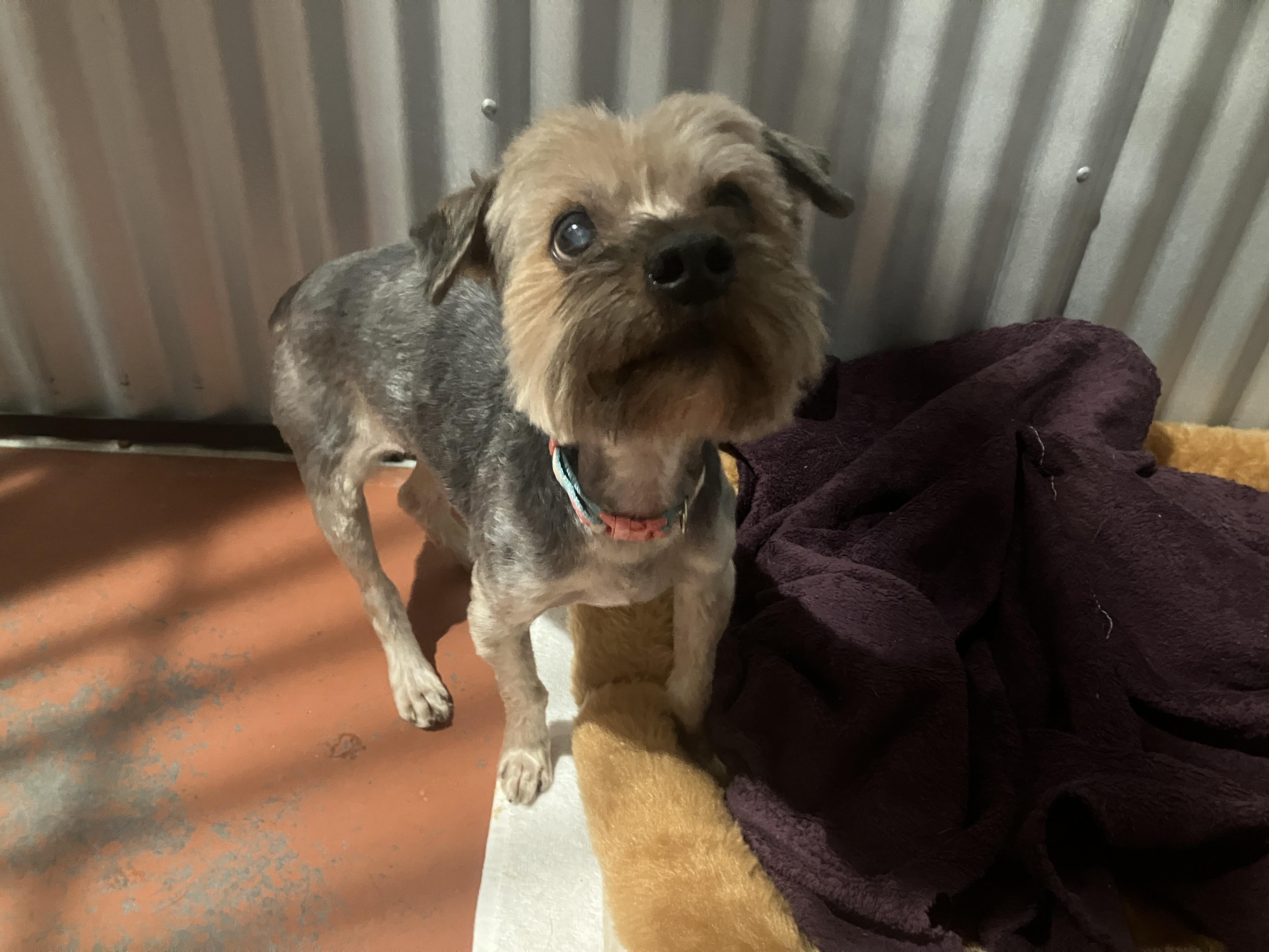 Buddy, an adoptable Yorkshire Terrier in St. Anthony, ID, 83445 | Photo Image 2