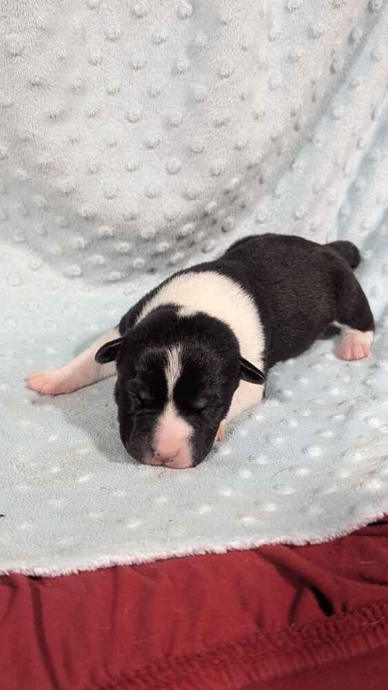 Jim Beam, Adoptable, Puppy Male Mixed Breed.