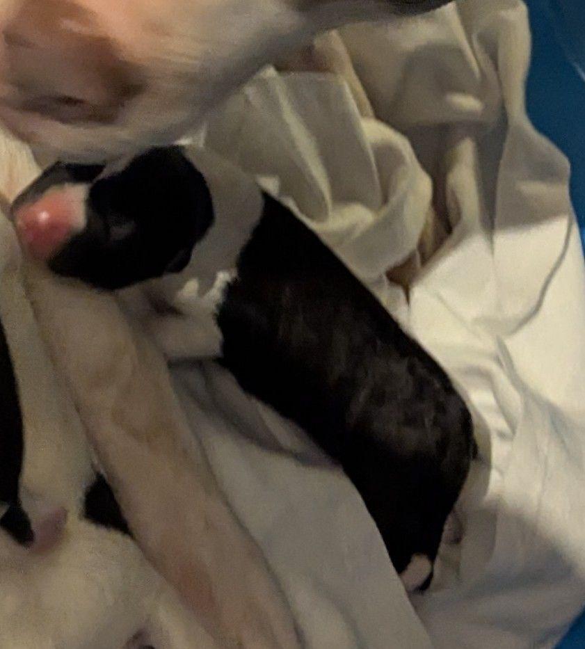 Enlarge Jim Beam, a Adoptable mixed breed in Grand Rapids, MI image 2/3