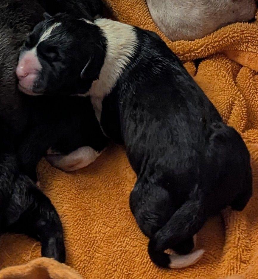 Enlarge Jim Beam, a Adoptable mixed breed in Grand Rapids, MI image 3/3