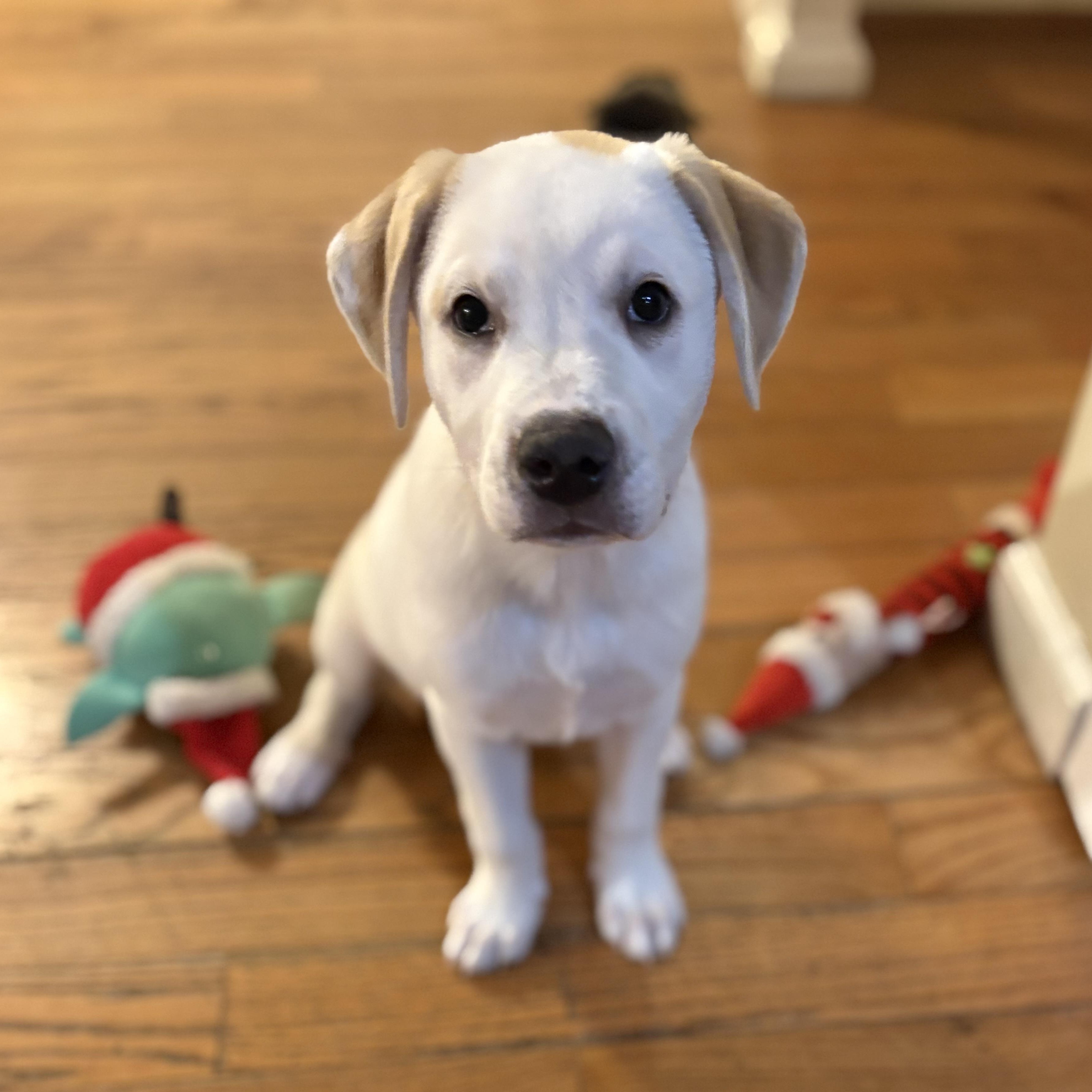 Enlarge Rori, a Adoptable mixed breed in Lindenhurst, NY image 1/1