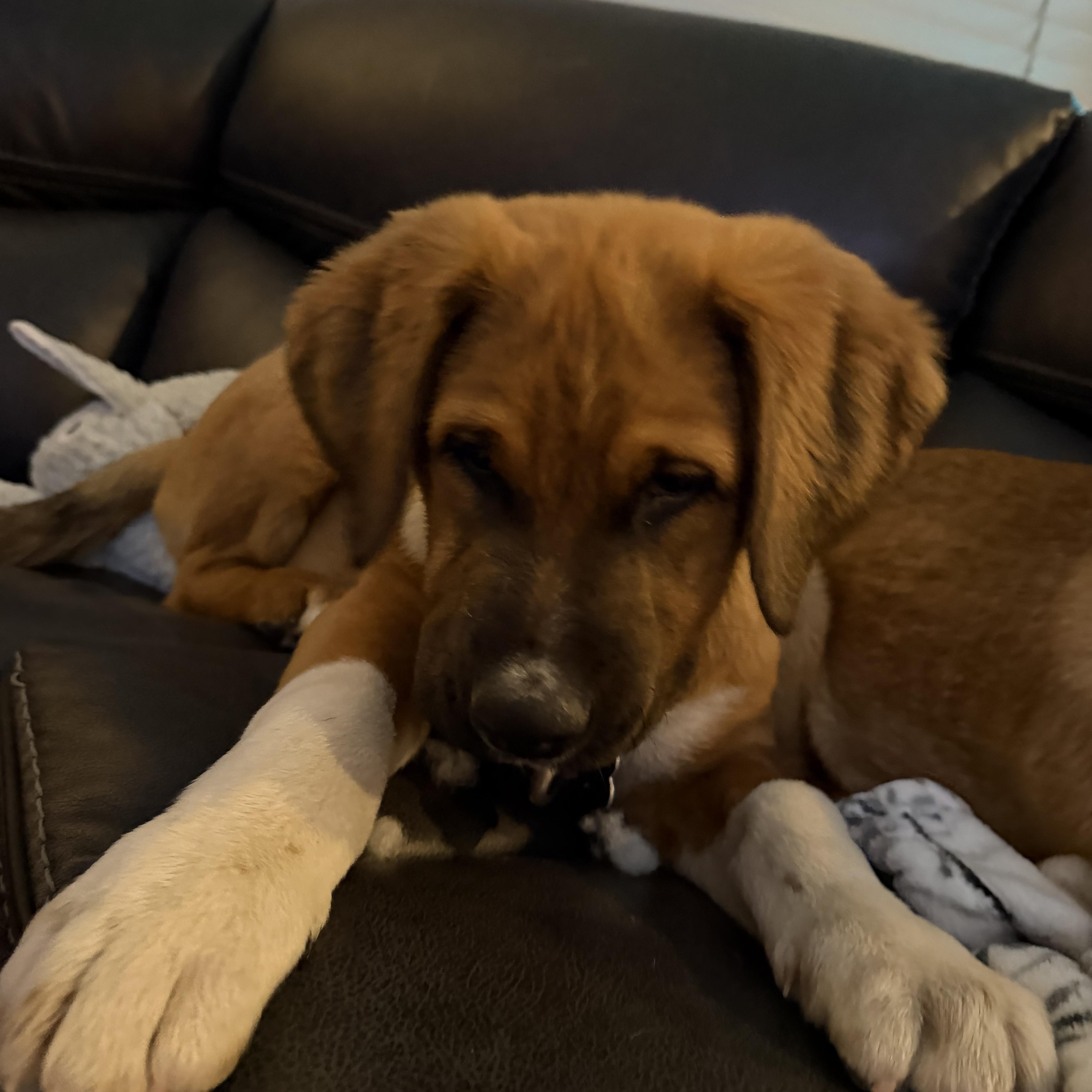 Enlarge Tonka, a ADOPTABLE Mixed Breed in Littleton, CO image 3/3