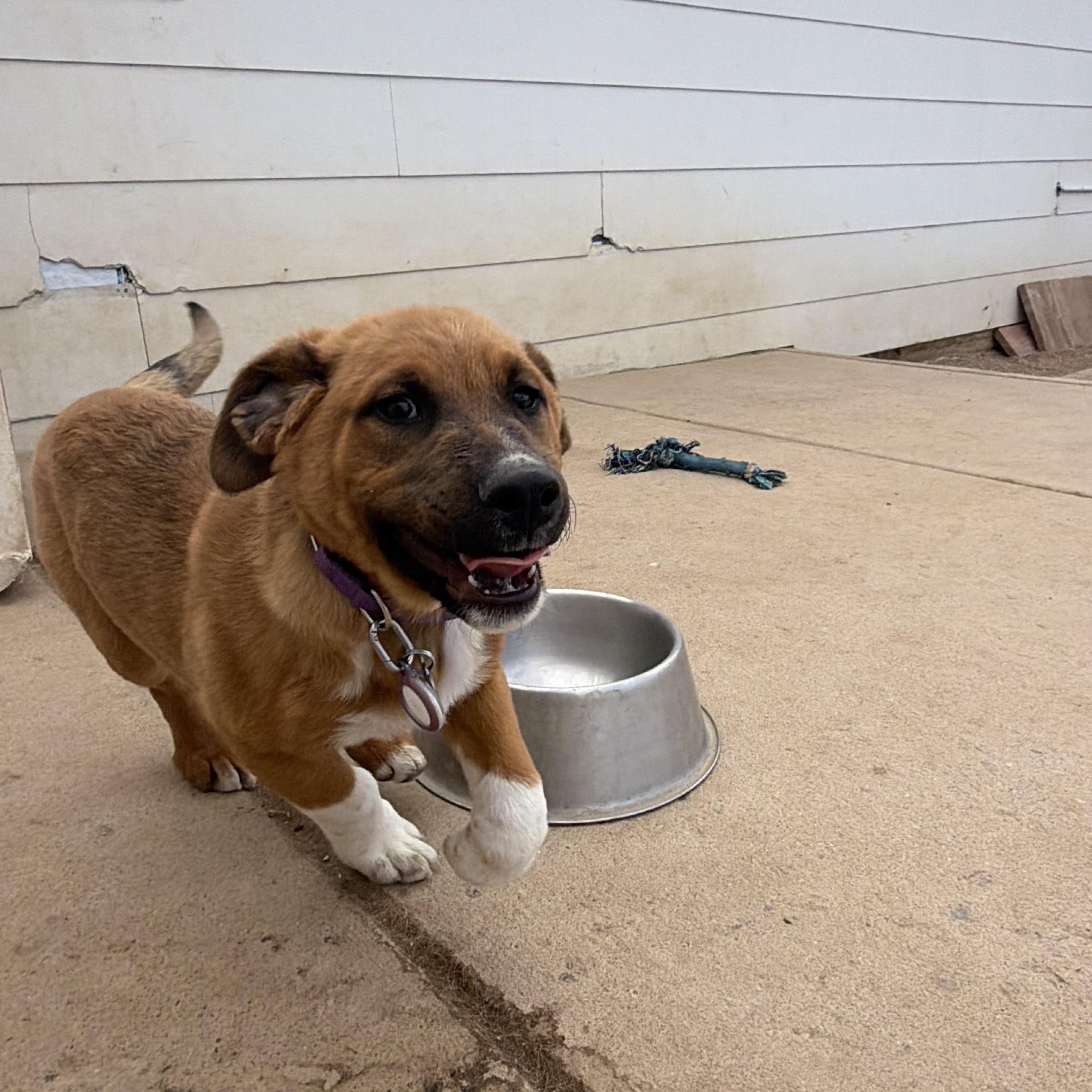 Enlarge Tonka, a ADOPTABLE Mixed Breed in Littleton, CO image 2/3