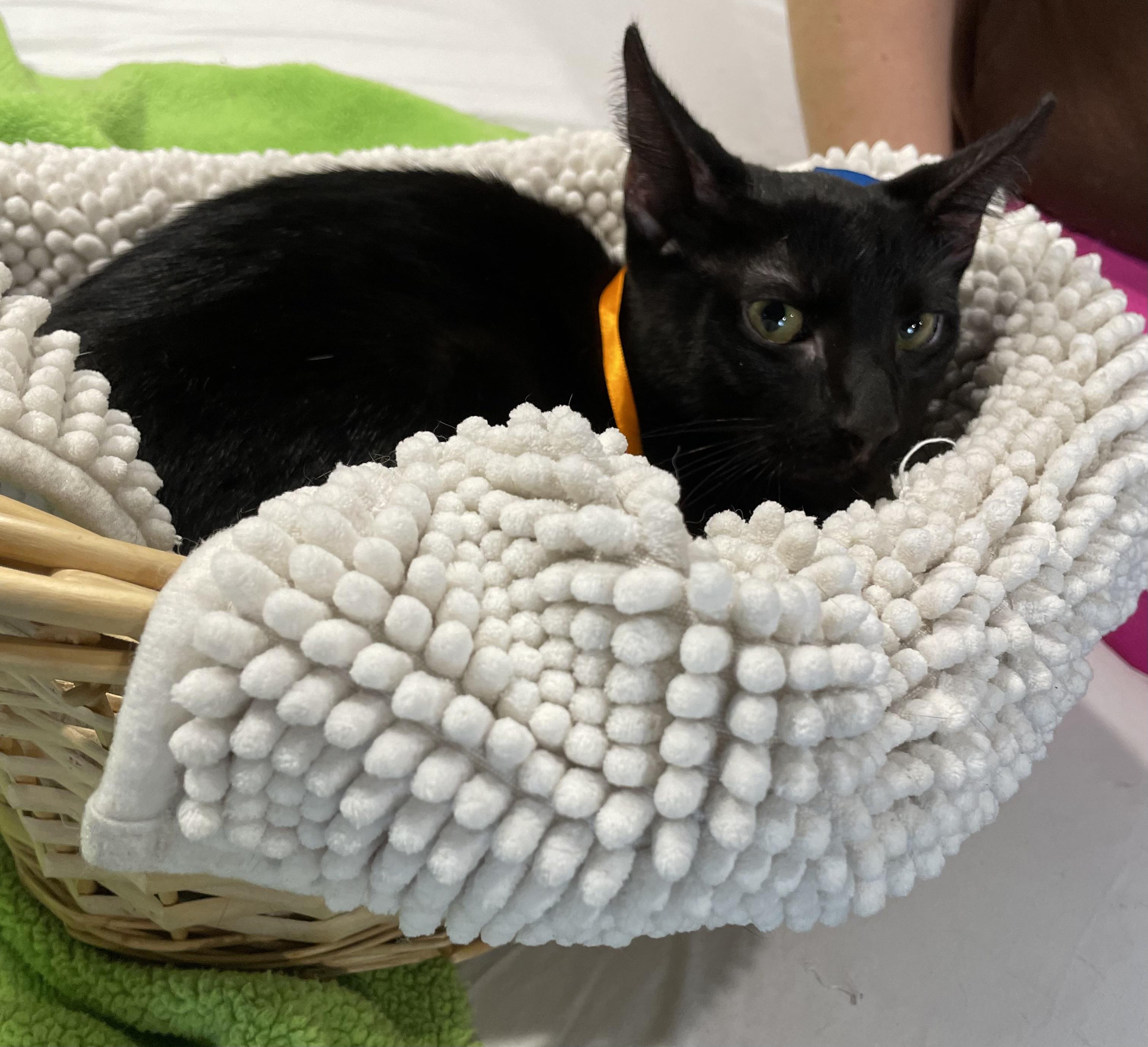 Enlarge Magic, a Adoptable Domestic Short Hair in Parkland, FL image 1/2