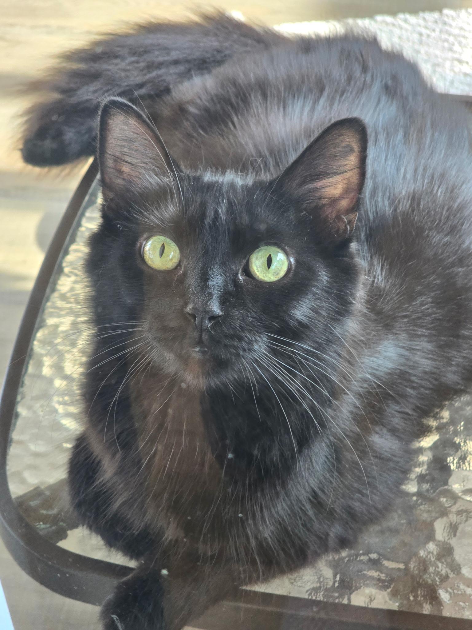 Enlarge Lindilee, a ADOPTABLE mixed breed in Massillon, OH image 5/6