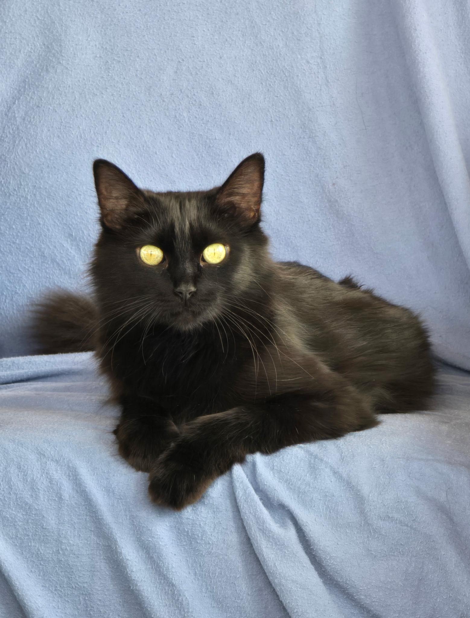Lindilee, ADOPTABLE, Adult Female Domestic Long Hair & Domestic Medium Hair.