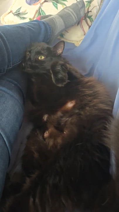 Enlarge Lindilee, a ADOPTABLE mixed breed in Massillon, OH video 6/6