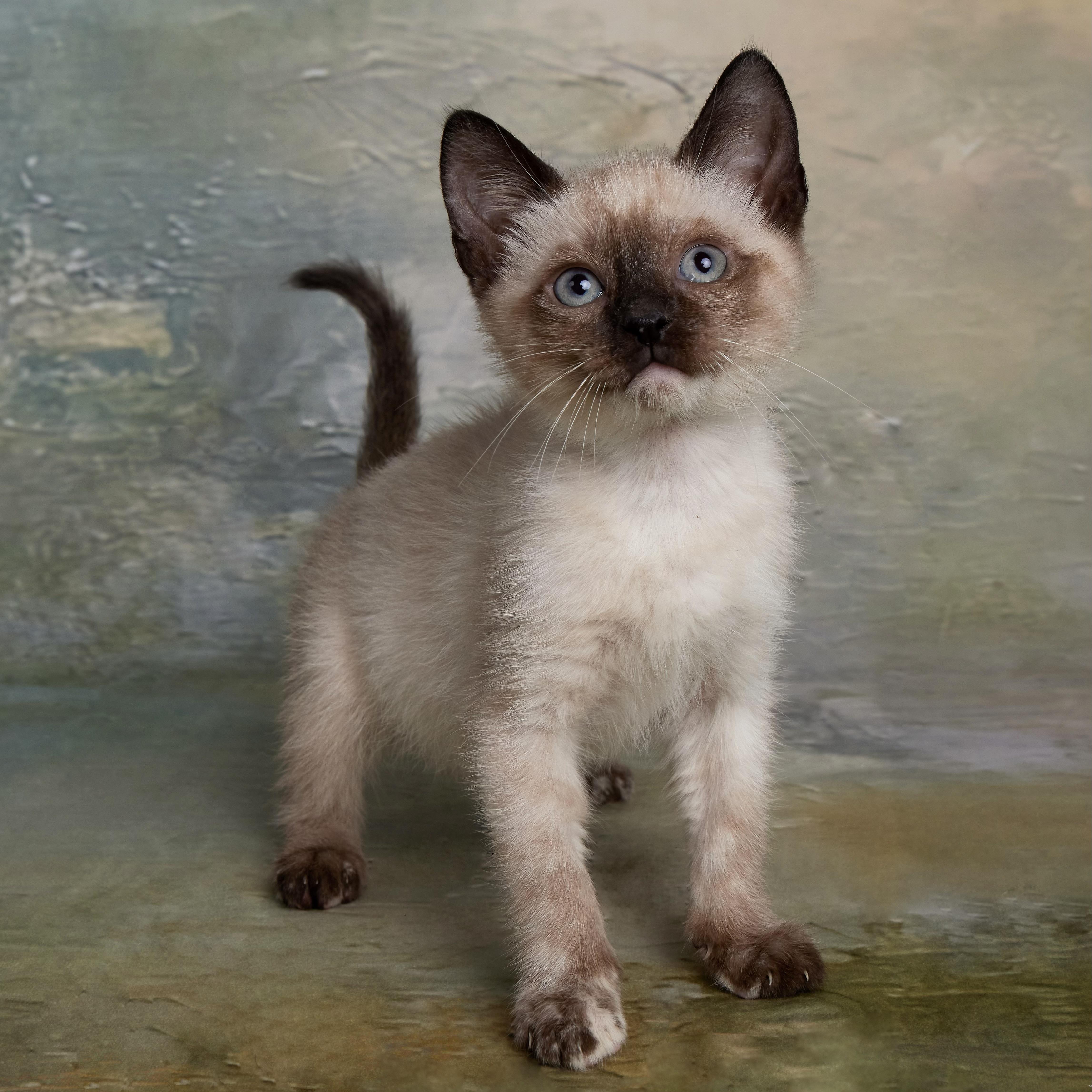 Peach - Sweet As Pie, adopted, Kitten Female Siamese.