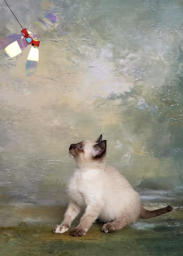 Peach - Sweet As Pie, an adopted Siamese in League City, TX image 3/3