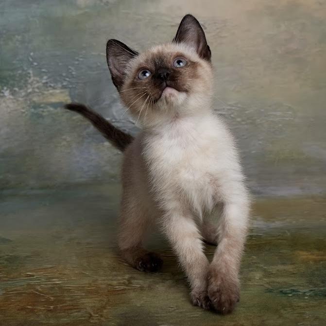 Peach - Sweet As Pie, an adopted Siamese in League City, TX image 2/3