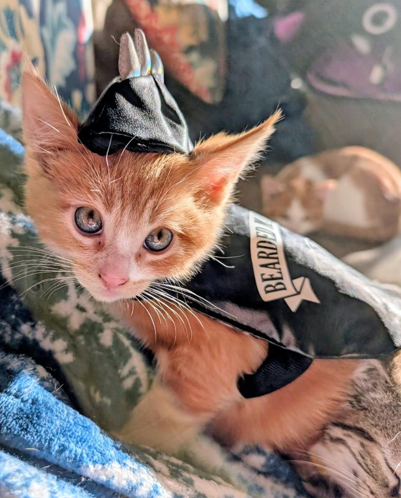 Tom, Adopted, Kitten Male Domestic Short Hair.