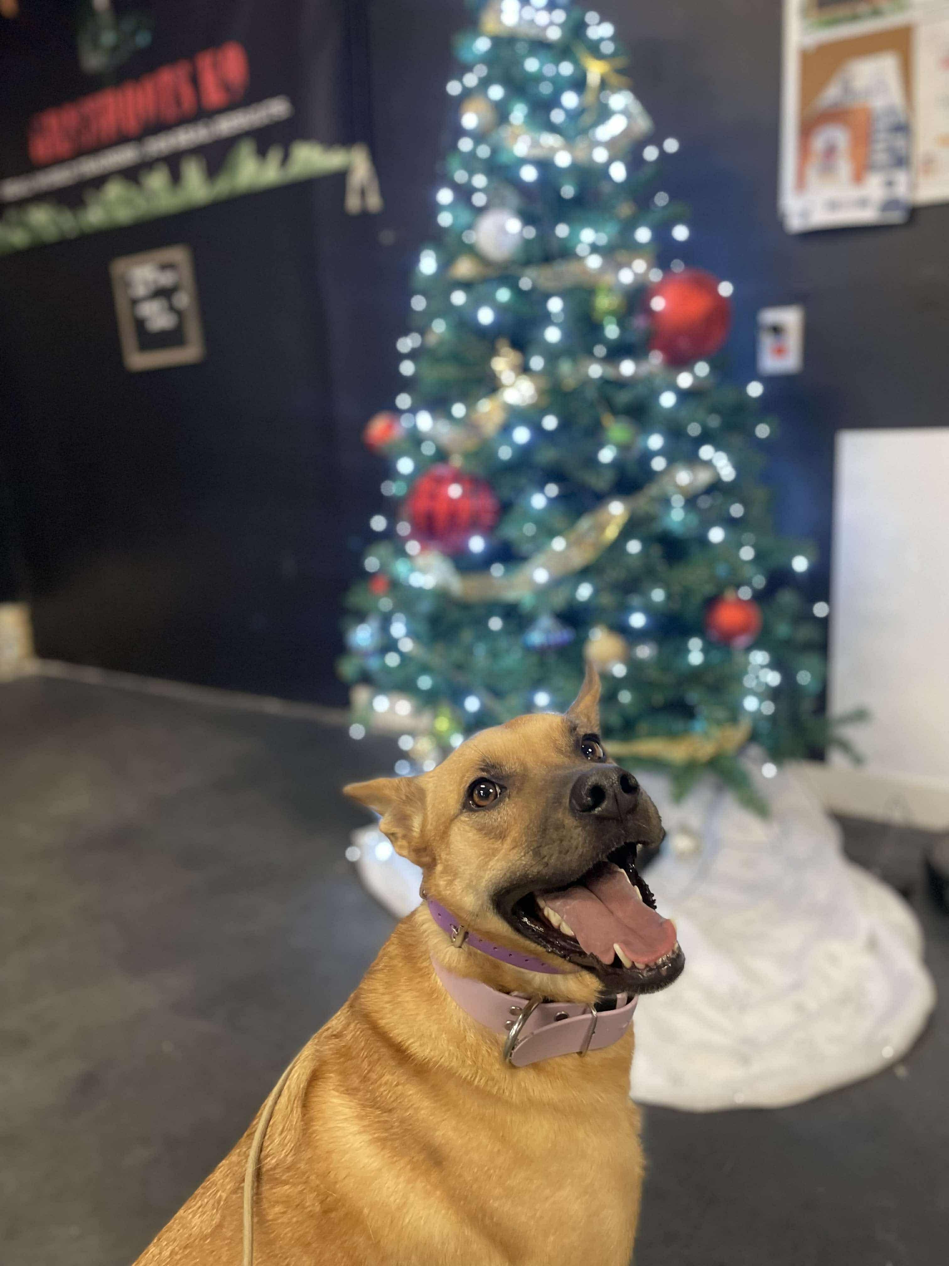 CONNIE, Adopted, Adult Female Mixed Breed.