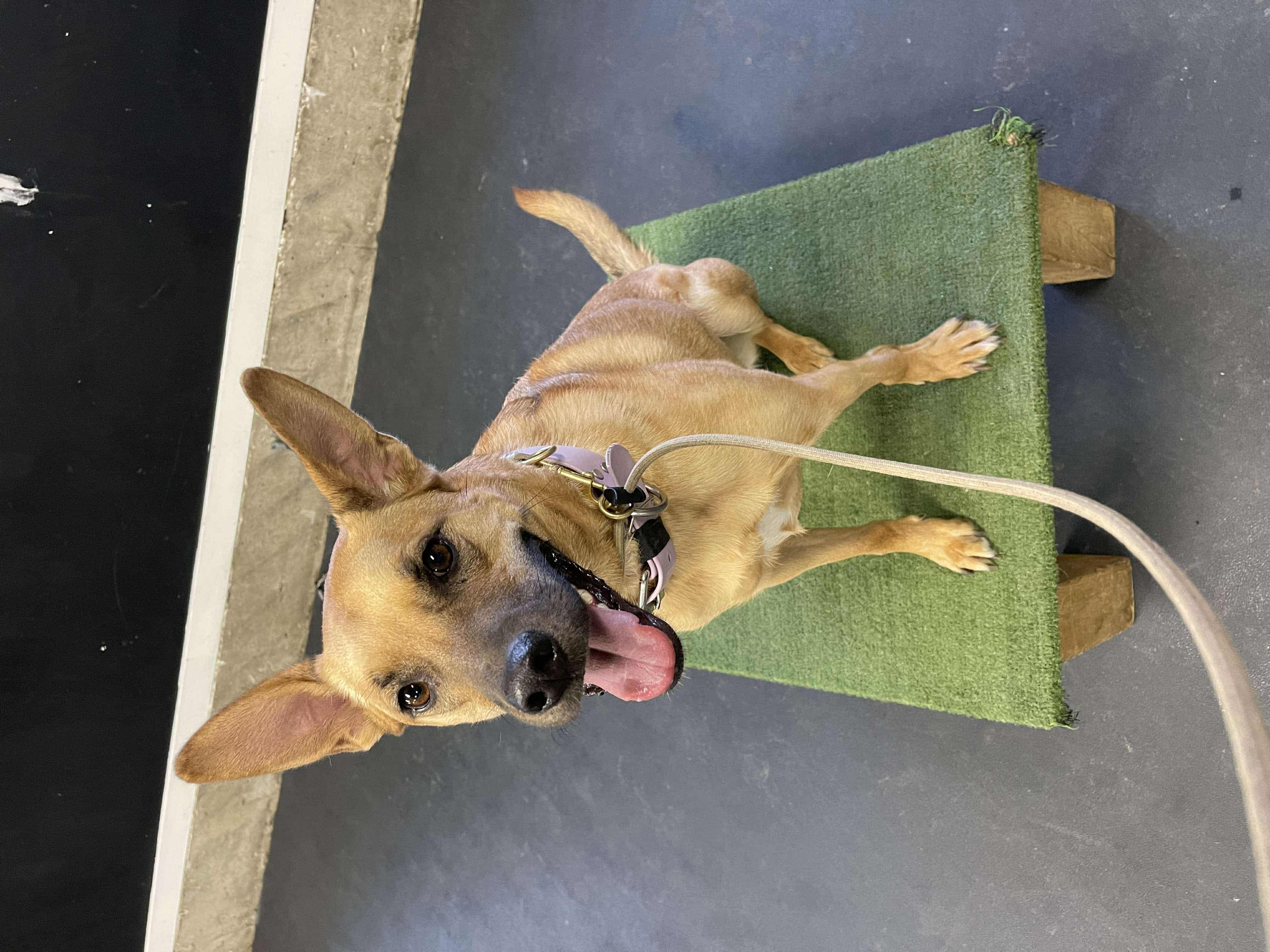 Enlarge CONNIE, a Adopted mixed breed in Richmond Hill, ON image 3/3