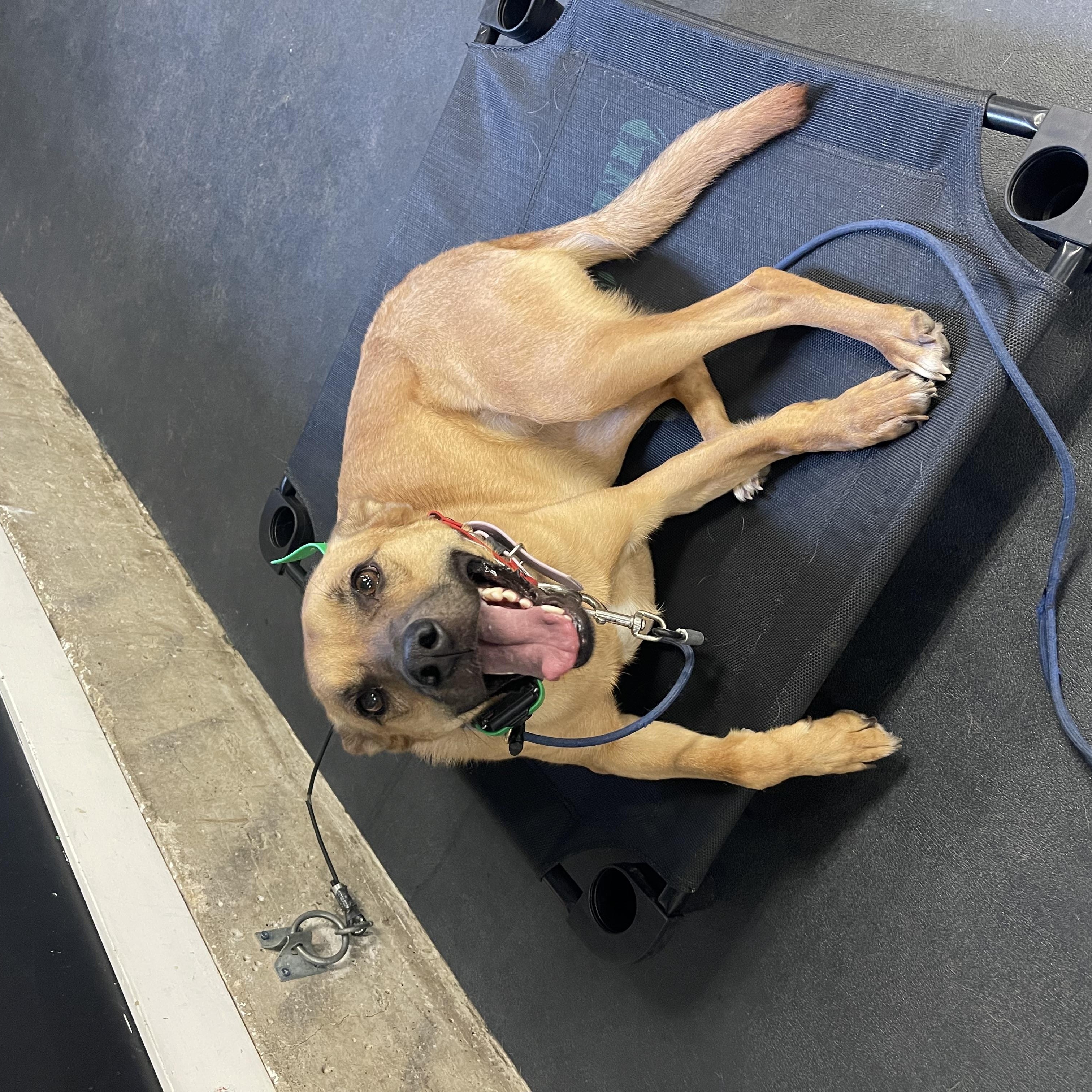 Enlarge CONNIE, a Adopted mixed breed in Richmond Hill, ON image 2/3