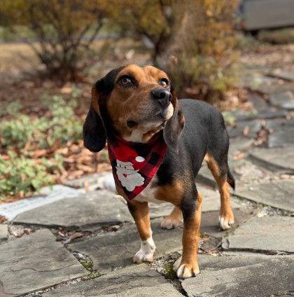 Miles, Adoptable, Adult Male Beagle.