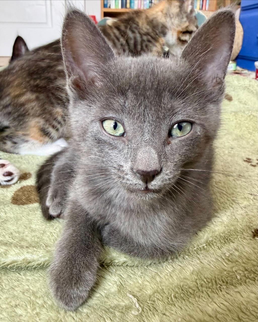 Ukulele (Bonded with Banjo), Adoptable, Kitten Male Domestic Short Hair.