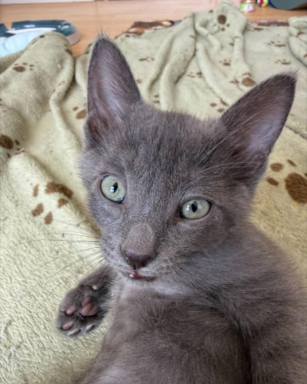 Enlarge Ukulele (Bonded with Banjo), a Adoptable Domestic Short Hair in San Francisco, CA image 2/6