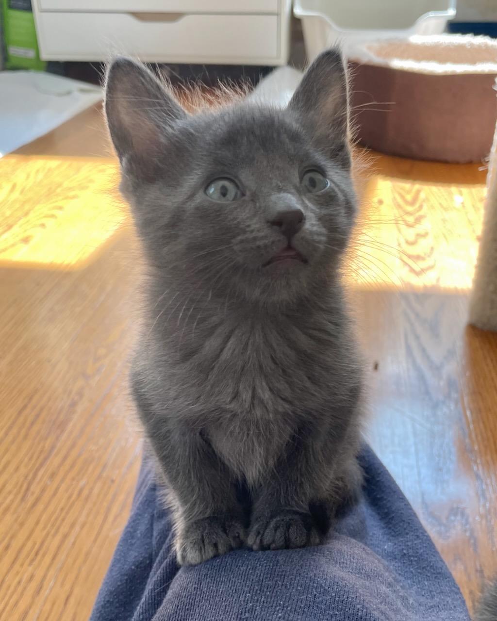 Enlarge Ukulele (Bonded with Banjo), a Adoptable Domestic Short Hair in San Francisco, CA image 3/6