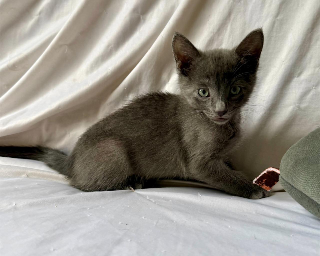Enlarge Ukulele (Bonded with Banjo), a Adoptable Domestic Short Hair in San Francisco, CA image 4/6