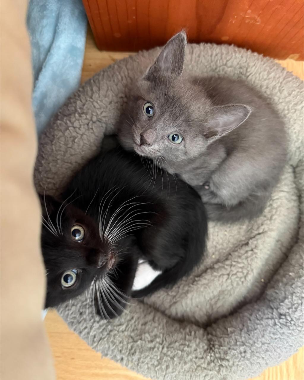 Enlarge Ukulele (Bonded with Banjo), a Adoptable Domestic Short Hair in San Francisco, CA image 5/6
