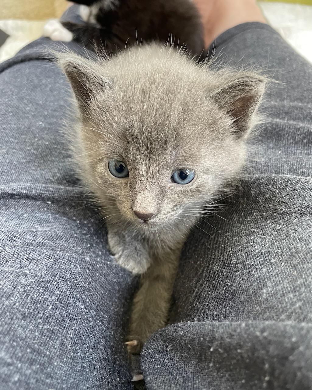 Enlarge Ukulele (Bonded with Banjo), a Adoptable Domestic Short Hair in San Francisco, CA image 6/6