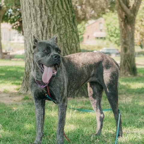 Stormi, Adoptable, Young Female Cane Corso.