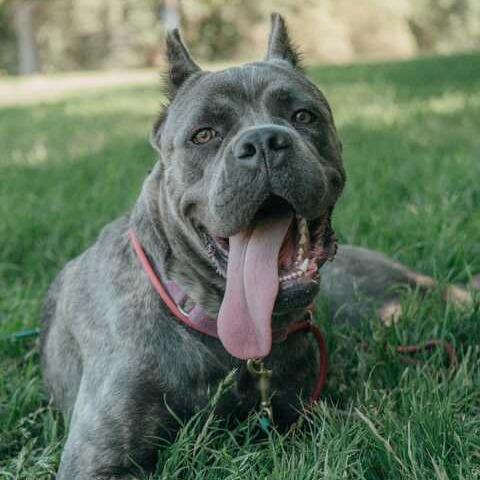 Enlarge Stormi, a Adoptable Cane Corso in Turlock, CA image 2/6